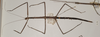 CollectionObject 1557310; 84b19771-6e85-4bab-b541-79e30db92b37: copyright OUMNH. female (holotype). (CollectionObject).