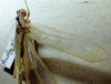 CollectionObject 1503432; MBBJ 3226093, eed5e738-1798-4261-81b4-b98c28084c61: female, dorsal view. (CollectionObject).