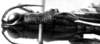 CollectionObject 1564378; c2aad372-89a4-4db6-b5fb-5563eea7324d: Image Carbonell, C.S. male, dorsal view (paralectotype). (CollectionObject).