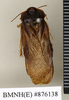 CollectionObject 1572951; c9ea46d6-3dbb-474b-8210-fd79b11441d4: Copyright Natural History Museum, London. Non-type (adult male) in BM(NH). Dorsal view. (CollectionObject).