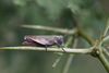 FieldOccurrence 119; 1493662d-e9b4-457f-8271-4b81e4c1002d; Tanzania
Chala area savanna woodlands eastern Kilimanjaro, 2014/06/20: female. (FieldOccurrence).