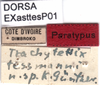 CollectionObject 1537527; 192803f8-ec38-404b-b253-919d1ff6bc50: labels (paratype). (CollectionObject).