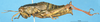 CollectionObject 1537636; 0656b67a-5721-40b4-a9e7-9bc9bc0263fb, DORSA EAconchiP17: female, lateral view (paralectotype). (CollectionObject).