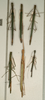CollectionObject 1560035; NMW 1039'''', d60e7e43-8f35-4e5c-973e-3535b3ab0196: copyright NMW, Vienna. male and female of synonym Necroscia inflata (syntypes). (CollectionObject).