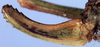 CollectionObject 1517441; 3254f37d-2eb4-4b04-8d56-abeb8175a8ff: female ovipositor (holotype of Isophya obtusidens). (CollectionObject).