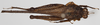 CollectionObject 1578101; NNM 250, 3a594172-3791-42d4-bedf-661b8922f691: male, dorsal view (syntype). (CollectionObject).