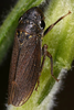 Habitus, dorsal view: <i>Cuerna occidentalis.</i><br>Photo: R. Rakitov. (Observation).