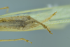 CollectionObject 1532151; 355ffb2f-cc20-4602-95a1-8f3e1b05cf6f, NMW No. 371: male terminalia, ventral view (syntype). (CollectionObject).