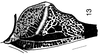 Arnobia ocellata (Ingrisch, 1994): stridulatory apparatus. (Otu).