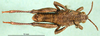 CollectionObject 1502765; b86f36a6-6247-41d2-9133-f411798bf307: male, dorsal view (paratype). (CollectionObject).