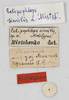 CollectionObject 1528784; c05adbe6-db06-4e9f-892e-36089512ac6e: labels (holotype). (CollectionObject).