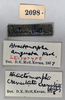CollectionObject 1501018; cdf2d51d-b64d-4fd9-b869-b7a278254943: labels (lectotype). (CollectionObject).