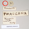 CollectionObject 1559440; NHMUK(SF IMPORT DUPLICATE) 844614, e2fa4797-12ef-4675-95f7-1e5098fb9184: copyright Natural History Museum, London. female, data labels of Phasgania everetti (holotype). (CollectionObject).