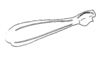 Taeniophora tenuipes Descamps & Amédégnato, 1971: Fig. 34. hind femur, lateral view. (Otu).