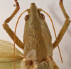 CollectionObject 1534486; c502f5fa-f03e-441e-9138-6497a997861a: female pronotum dorsal (syntype of Conocephalus nigropunctatus). (CollectionObject).