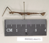 CollectionObject 1560435; dd64b8db-542d-499b-9925-069a0d78b473: copyright Natural History Museum, London. male, lateral view (syntype). (CollectionObject).;CollectionObject 1560436; fb5361fa-2dec-4ea9-876a-b1c5e236ef61: copyright Natural History Museum, London. male, lateral view (syntype). (CollectionObject).