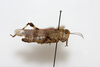 CollectionObject 1581013; ece17b1a-41db-4438-846d-71055702d984: female, lateral view (syntype). (CollectionObject).