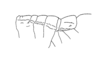 Aspidophyma onorei Amédégnato & Poulain, 1998: Fig. 20. Male, thorax (lateral view). (Otu).