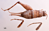 CollectionObject 1538196; d985bb37-c120-4a18-9ffd-623094f782fb: female, dorsal view (holotype). (CollectionObject).