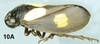 Habitus, lateral view on Neaenus (Neaenus) varius Fowler, 1897: (Observation).