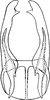 Subgenital plate: !! display not done !! on Forcipata citrinella (Zetterstedt, 1828): Subgenital plates (forma similis). (Observation).