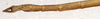 CollectionObject 1558011; NMW 395, eaf633e4-1b73-4567-8e2c-c309edb54d8b: copyright NMW, Vienna. male: end of abdomen, dorsal view (holotype). (CollectionObject).