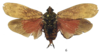 Habitus, dorsal view on Enchophora lecromi Bleuzen & Porion, 2004: (Observation).