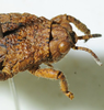 CollectionObject 1498703; ba0b4d5c-9422-4f32-9e56-630015aec536: male head and pronotum, dorso-lateral view. (CollectionObject).