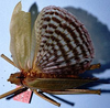 CollectionObject 1522308; ea7b8573-f74b-4a41-b8ad-58c78d2b2cec: female, dorsal view (holotype). (CollectionObject).