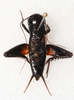 CollectionObject 1588800; 43abd56b-c79f-4fa3-a12d-2b9afee97230: male, dorsal view (holotype). (CollectionObject).