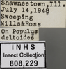 Other: !! display not done !! on Empoasca (Empoasca) fabae (Harris, 1841): Labels. Labels for the Striped specimen used for the dorsal, lateral and face images. (Observation).