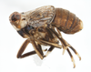 Habitus, lateral view: !! display not done !! on Pissonotus tumidus Morgan & Beamer, 1949: (Observation).