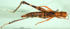 CollectionObject 1581782; 1ae8d2a9-8c14-4266-b930-ac561e872ec3: female, dorsal view (allotype). (CollectionObject).