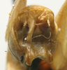 CollectionObject 1535004; 3d082103-7375-45e8-b488-de77fffbd8e9: male cerci (paralectotype). (CollectionObject).
