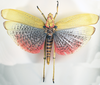 CollectionObject 1518398; NMW 7691, 99c3d0ef-7a22-4e1e-b95b-a99d83b07ef9: female, dorsal view (holotype). (CollectionObject).