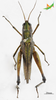 CollectionObject 2243536; 9c6edb87-f604-4461-8a07-f1e76fd5cb00, Unioeste Cascavel K-0591: Female, dorsal view. (CollectionObject).