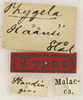 CollectionObject 1529780; 54d9f6c1-35b8-4a9f-bbd4-829139cdfc08: labels (holotype). (CollectionObject).