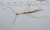 CollectionObject 1561860; 654676ad-d503-42ba-bfb7-6275ce6096e3: copyright ZMUH, Hamburg. male, ventral view (holotype). (CollectionObject).