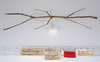 CollectionObject 1557674; 963b4a41-a682-4f8e-9522-b98e0aa65237: copyright ZMUH, Hamburg. male, lateral view of synonym Carausius globosus (paralectotype) [now holotype of C. primiglobosus - see Seow-Choen, 2021]. (CollectionObject).;CollectionObject 1557675; b2188e5d-7b45-4af3-82d9-8a664d9abbdc: copyright ZMUH, Hamburg. male, lateral view of synonym Carausius globosus (paralectotype) [now holotype of C. primiglobosus - see Seow-Choen, 2021]. (CollectionObject).