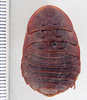Hyporhicnoda litomorpha Hebard, 1921: Photo taken by Heidi Hopkins. (Otu).