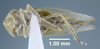 Habitus ventral view: !! display not done !! on Macropsis (Macropsis) ocellata Provancher, 1872: (Observation).