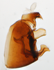 Pygofer, lateral view on Delphacodes shermani (Metcalf, 1923): (Observation).