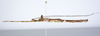 CollectionObject 1590115; e3aaa19d-a06f-40a0-b155-68df1664a497: copyright Oskar Conle. male, lateral view (paratype). (CollectionObject).