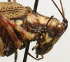 CollectionObject 1535169; 59e0b5fd-ff36-417c-933b-e2a408758763: female pronotum, lateral view (syntype). (CollectionObject).