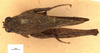 CollectionObject 1521847; OUM 744, 50760587-e65e-4af9-b391-484d0138d51d: male, dorsal view (holotype). (CollectionObject).