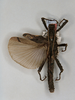 CollectionObject 1559869; 4938dd6d-0ca6-46fb-8da9-af50dea1e157: copyright Oliver Zompro. male of synonym Miroceramia pterobrimus (holotype). (CollectionObject).