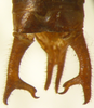 CollectionObject 1475679; ef147de6-945b-48e7-8582-95547db27a17: male abdominal apex, dorsal view (holotype). (CollectionObject).