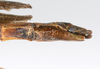CollectionObject 1560619; b5e675b7-dd20-488b-8cd6-fb9217eaae48: copyright ZMUH, Hamburg. female: end of abdomen, ventral view (holotype). (CollectionObject).
