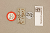 CollectionObject 1476844; 3a18eb82-4db2-4f44-9e4c-123c57984b77, NHMUK014666526: labels (holotype of Orbega pallida). (CollectionObject).
