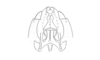 Talamancacris palustris Rowell, 1995: Fig. 7F. endo- and ectophallus, dorsal view. (Otu).